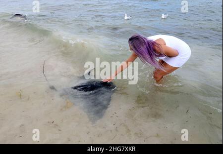 Femme touchant le Southern Eagle Ray (Myliobatis tenuicaudatus), à Hamelin Bay, Margaret River, Australie occidentale Banque D'Images