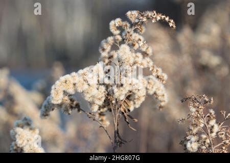 Fleurs moelleuses de Goldenrod ou de Solidago canadensis gros plan sélectif Banque D'Images