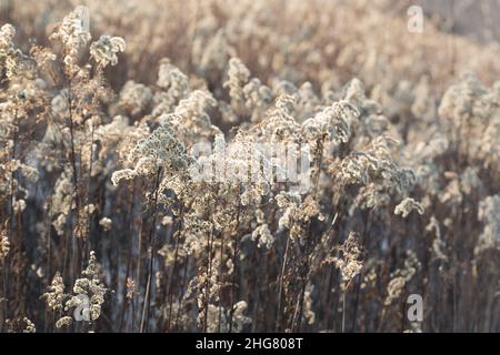 Fleurs moelleuses de Goldenrod ou de Solidago canadensis gros plan sélectif Banque D'Images