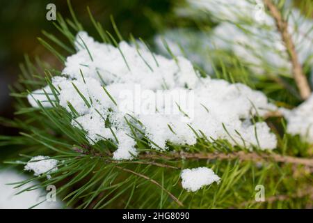 branche de pin couverte de neige de gros plan sélectif Banque D'Images