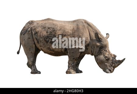 Grand rhinocéros avec boue séchée couvrir tout le corps, rhinocéros en action de manger de la nourriture sur le sol, vue latérale avec tout le corps.Rhinocéros isolé sur fond blanc. Banque D'Images