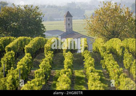 FRANCE, GIRONDE (33) SAINT-ÉMILION, ÉGLISE DANS LE VIGNOBLE Banque D'Images