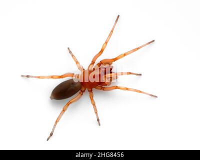 Dysdera crocata, araignée femelle de couleur vive, isolée sur blanc.Ces araignées ont de très longues fangs et six yeux plutôt que huit Banque D'Images