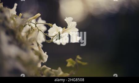 Arrière-plan d'été flou avec des fleurs blanc Petunia Petunia dans un lit de fleurs. Banque D'Images