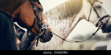 Les muzzles de deux chevaux.Portrait sport étalons dans la bride après la compétition.Dressage de chevaux.Sports équestres.Équitation. Banque D'Images