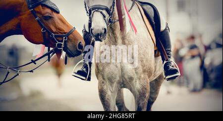 Les muzzles de deux chevaux des gagnants de la compétition.Portrait sport étalons dans le rebord après la compétition avec des rosettes de qualité.DRES Banque D'Images