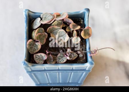 Vigne rosaire ou chaîne de coeurs plante variégée dans un récipient décoratif bleu Banque D'Images