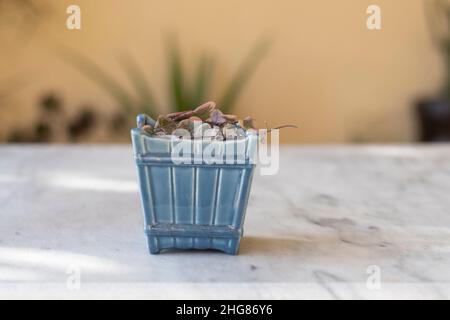 Chaîne de coeurs ou chaîne de coeurs plante variégée Banque D'Images