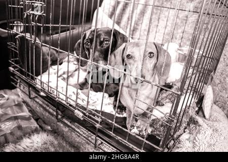 Deux Dachshunds miniatures dans une cage de chien en métal qui voyagent ou qui ont été sauvés. Banque D'Images