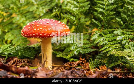 Un champignon sauvage qui pousse dans une forêt dense.Souvent lumineux et beau mais mortel pour les animaux et les humains qui peuvent les toucher ou les manger. Banque D'Images