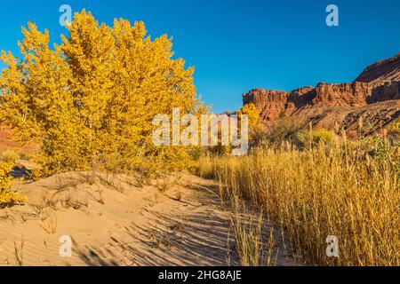 Cotonwood arbres, bande d'herbe, à la rivière Paria dans le Paria Canyon, près de Lonely Dell Ranch, Lees Ferry, Glen Canyon National Recreation Area, Arizona, États-Unis Banque D'Images