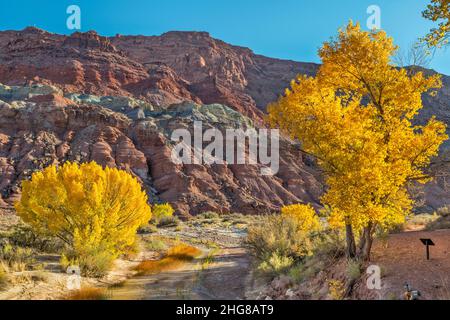 Des arbres de Cottonwood à la rivière Paria, dans le canyon de Paria, à la promenade de la chaise, près de Lonely Dell Ranch, Lees Ferry, Glen Canyon National Recreation Area, Arizona Banque D'Images