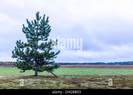 Un seul arbre de Noël se trouve dans un sol ouvert sans rien d'autre qui grandit immédiatement ou est placé à côté d'elle.Pris un matin froid. Banque D'Images