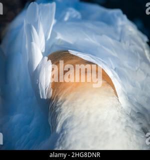 Oiseau de Gannet dormant avec la tête enfouie dans les plumes.Format vertical. Banque D'Images