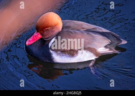 Canard à verger rouge à crête mâle Banque D'Images