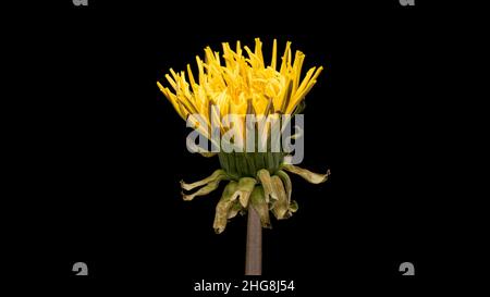 Fleur de pissenlit jaune en fleur isolée sur fond noir Banque D'Images