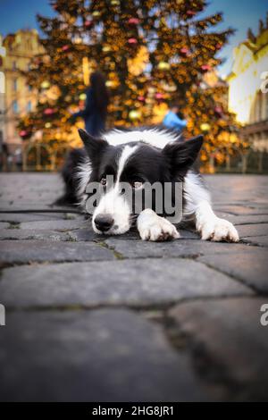 Sweet Border Collie se trouve sur Gray Cobblestone dans le centre-ville de Prague.Joli chien noir et blanc avec arbre de Noël en arrière-plan. Banque D'Images