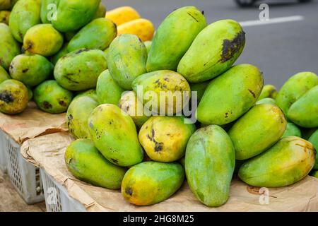 Mangifera indica, communément connue sous le nom de mangue, est une espèce de plante à fleurs de la famille des Anacardiaceae sumac et de l'ivie poison.Mangifera laurina. Banque D'Images