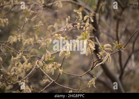 Flore de Gran Canaria - Salix canariensis, saule des îles Canaries, chatons doux jaune clair fleuris en hiver Banque D'Images