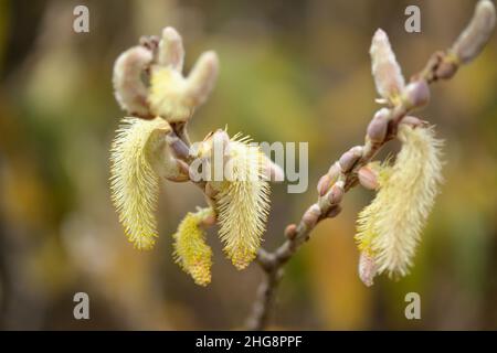 Flore de Gran Canaria - Salix canariensis, saule des îles Canaries, chatons doux jaune clair fleuris en hiver Banque D'Images