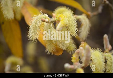 Flore de Gran Canaria - Salix canariensis, saule des îles Canaries, chatons doux jaune clair fleuris en hiver Banque D'Images