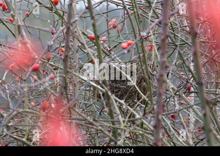 Vogelnest, Nest, Napfnest in einem Strauch, Rosenstrauch, Rose, Amselnest, Amsel,Schwarzdrossel, Turdus merula, Blackbird, Merle noir Banque D'Images