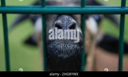 une chèvre en portrait où le museau est étiré vers. le museau est le point aigu et significatif dans la photo d'animal Banque D'Images