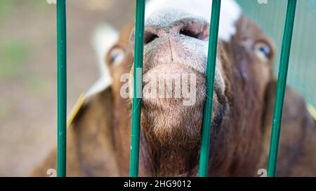 une chèvre en portrait où le museau est étiré vers. le museau est le point aigu et significatif dans la photo d'animal Banque D'Images