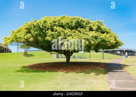 Une figue de Weeping mature (Ficus benjamina) ou Benjamin Fig poussant au centre du Lone Pine Memorial Park à Tuncurry, Nouvelle-Galles du Sud, Australie Banque D'Images