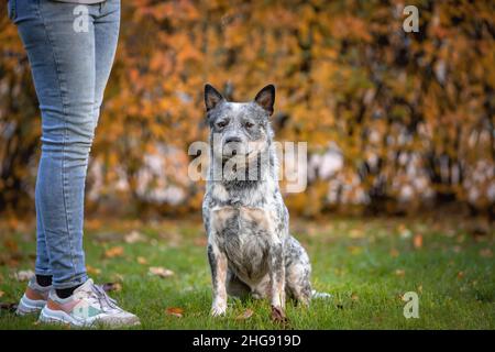 Le chien Blue heeler est assis près du propriétaire pendant la formation d'obéissance.Portrait d'un chien de bétail australien dans la nature. Banque D'Images