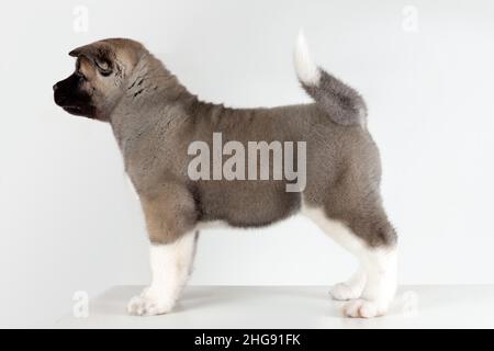 vue du profil du petit chiot du chien de race akita américain debout sur fond gris Banque D'Images