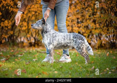 Beau chien mâle de race de chien de bétail australien ou bleu heeler exécutant l'obéissance avec le propriétaire à l'exposition ou exposition à la nature Banque D'Images