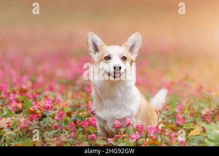 Potrait de corgi gallois souriant heureux chien de race pembroke parmi les fleurs roses tendres dans la nature Banque D'Images