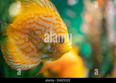 Discus poisson sous l'eau Banque D'Images