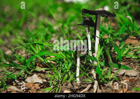 Les champignons Inky Cap s'égouttent sur toute l'herbe verte Banque D'Images