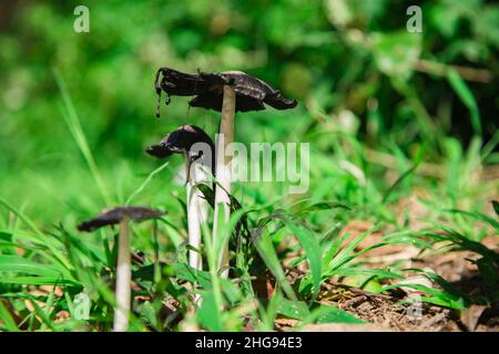 Les champignons Inky Cap s'égouttent sur toute l'herbe verte Banque D'Images