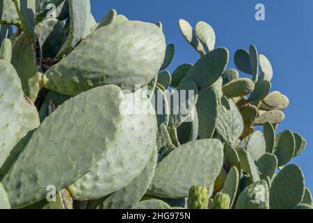 Gros plan d'un cactus à poire épineuse, Opuntia ficus-indica, par une journée ensoleillée sur l'île de Majorque, en Espagne Banque D'Images