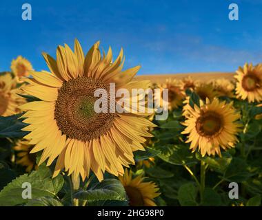 Les têtes de tournesol fleurissent dans un champ de tournesols au début du soleil (Helianthus Annus).Têtes de tournesol jaunes ouvertes dans un champ de Loire. Banque D'Images