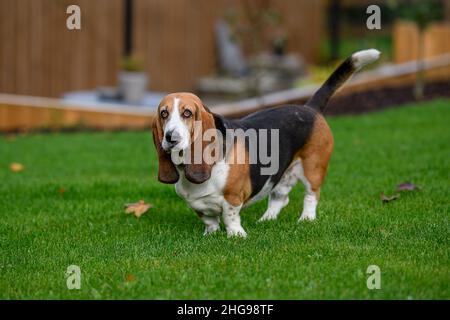 Portrait d'un chien courant de Basset debout dans un jardin Banque D'Images