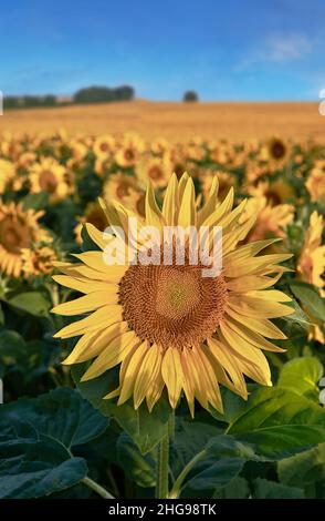 Les têtes de tournesol fleurissent dans un champ de tournesols au début du soleil (Helianthus Annus).Têtes de tournesol jaunes ouvertes dans un champ de Loire. Banque D'Images