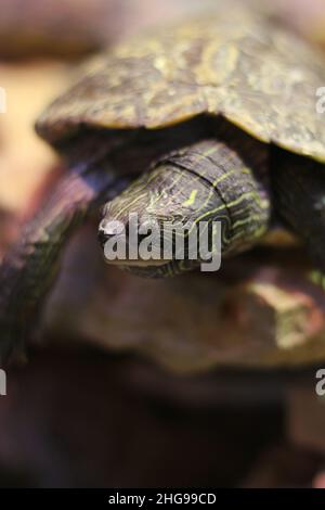 Super mignon tortue peinte rampant autour de son habitat naturel. Banque D'Images