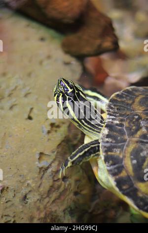 Super mignon tortue peinte rampant autour de son habitat naturel. Banque D'Images