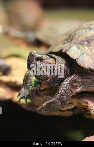 Super mignon tortue peinte rampant autour de son habitat naturel. Banque D'Images