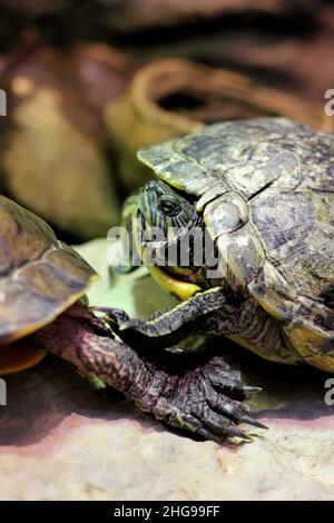 Super mignon tortue peinte rampant autour de son habitat naturel. Banque D'Images