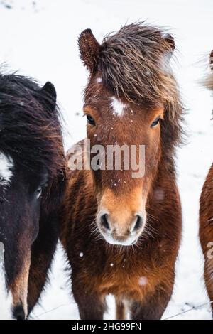 Chevaux islandais en hiver pendant les chutes de neige Banque D'Images