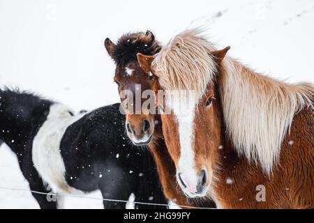 Chevaux islandais en hiver pendant les chutes de neige Banque D'Images