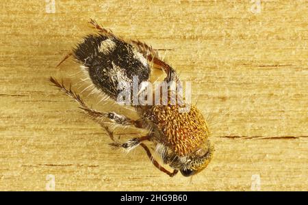 Super macro vue dorsale de femelle isolée Velvet Ant (Dasymutillini) Australie méridionale Banque D'Images