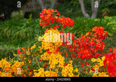 Marmelade Bush, Streptosolen jamesonii  Madère Portugal Banque D'Images
