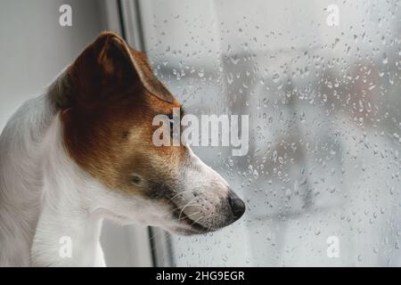 Le chien triste est allongé sur la fenêtre et attend le propriétaire. Banque D'Images