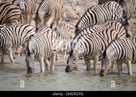 Le troupeau de zébrures de Burchell (Equus quagga burchellii) boit de l'eau au trou d'eau.Parc national d'Etosha, Namibie, Afrique Banque D'Images